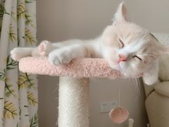 -东方名猫馆·英短金渐层布偶猫舍(环线广场1号楼店)