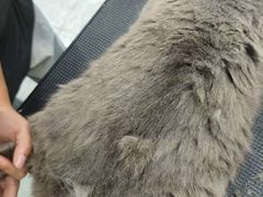 -爱洗澡的猫(天河路店)