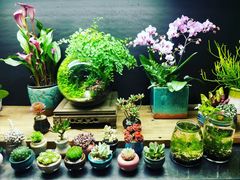 -武汉花鸟市场