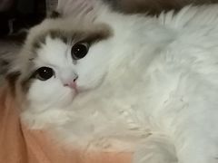 -Bastet sally猫舍购宠(静安店)