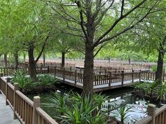 -五缘湾湿地公园