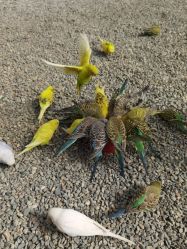 -萌宠亲子动物乐园(槐房万达店)