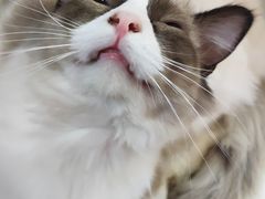 -李小姐の猫咖啡馆(五角场店)