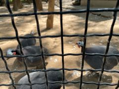 -石家庄市动物园