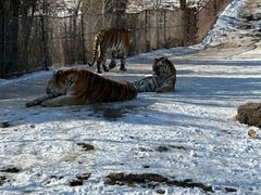 -沈阳森林动物园