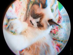 -藏猫猫咖啡主题馆(中央大道店)