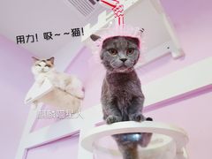 -70cat德文卷毛猫·缅因猫纯种猫舍