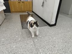 -四月宠物医院·猫专科·心脏专科·内科(转塘店)