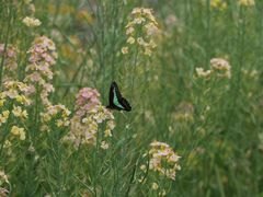 -中国天府农业博览园