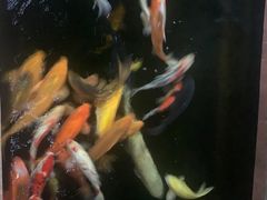 -侠成水上农庄(工业大道店)