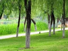 -西北湖绿化广场