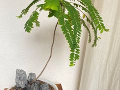 -绣园·茶食宴(湘绣博物馆店)