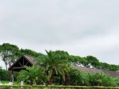 -碧海金沙