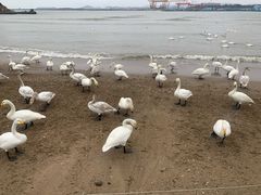 -烟墩角天鹅湖
