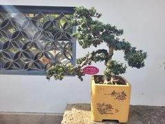 -上海醉白池公园