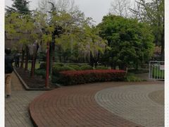 -嘉定紫藤园
