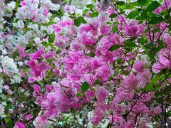 -深圳国际园林花卉博览园