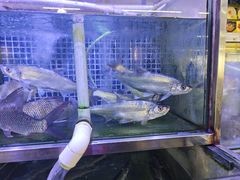 -八仔大富楼·河鲜(西江店)