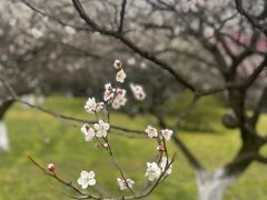 -杭州植物园
