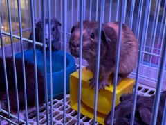 -青石桥花鸟鱼虫市场(叠翠城店)