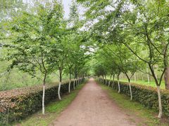 -合肥滨湖国家森林公园