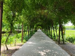 -上海长兴岛郊野公园