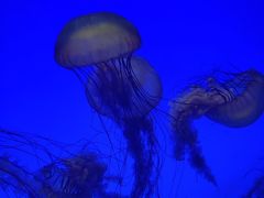 -上海海洋水族馆