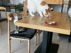 -平行世界·猫咖(首经贸店)