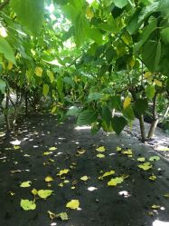 -太湖雪蚕桑文化园