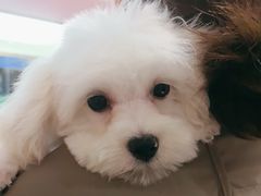 -FAELING PETS美天灵宠物(富力广场店)