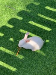 -萌宠亲子动物乐园(槐房万达店)