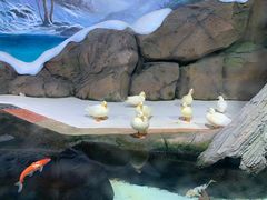 -海合安青岛极地海洋公园
