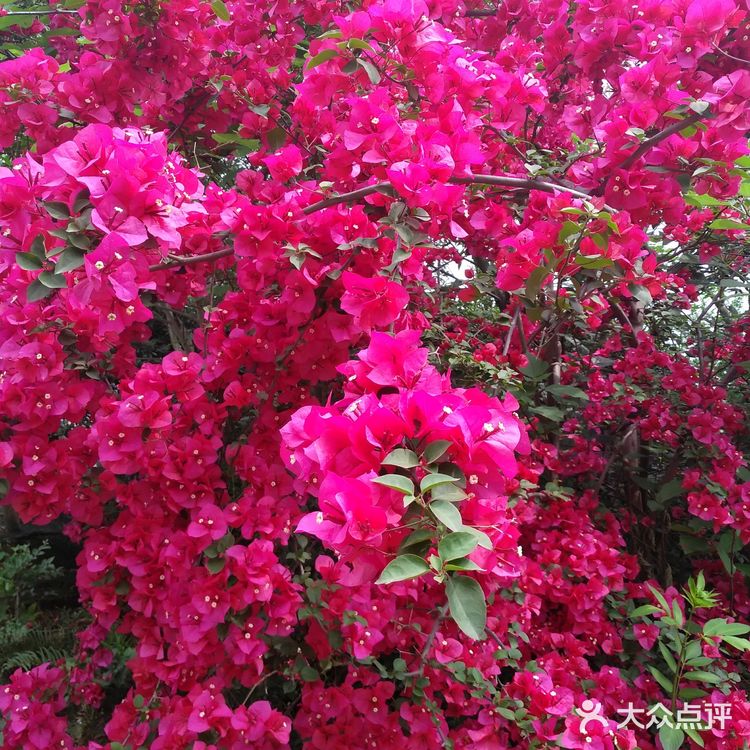 沿着三环的熊猫绿道骑行而来，并不远在华侨城对面