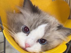 -中农大我爱我爱动物医院·核磁CT·猫病·24小时夜诊中心(石佛营店)