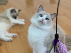 -momokira米努特·德文卷毛猫·棉花面纱犬