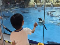 -帝企鹅自助餐厅•儿童岛•真企鹅(长隆企鹅酒店)