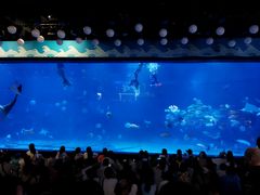 -烟台海昌鲸鲨海洋公园