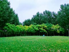 -塘沽森林公园