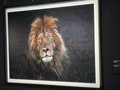 -罗红摄影艺术馆