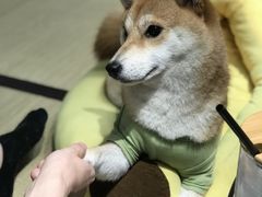 -逗柴咖啡屋·狗咖猫咖宠物桌游