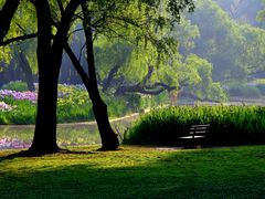 -上海共青森林公园