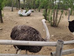 -大连森林动物园