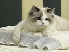 -lincat·猫舍(广州店)
