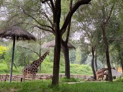 -北京野生动物园