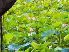 -荔湾湖公园