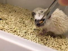 -浣熊柯尔鸭土拨鼠·电玩咖