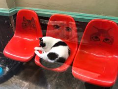 -猫咪博物馆(顶澳仔猫街店)