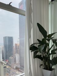 -张小野·专业半永久纹眉