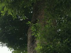 -峨眉山报国寺
