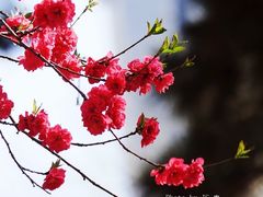 -海棠花溪(元大都城垣遗址公园)